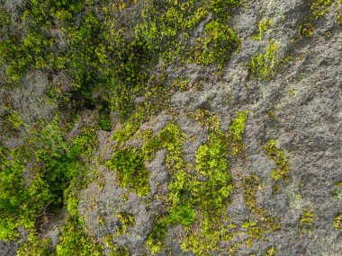 Nemli bir orman ortamında canlı yeşil yosunlarla kaplanmış desenli bir ağaç gövdesinin yakından görüntüsü. Rutubetli atmosfer, kabuğun zengin toprak tonlarını ve karmaşık detaylarını güçlendirir. Doğal yaşamla dolu sakin bir orman manzarası yaratır.