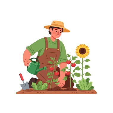 Bahçıvan sevgiyle büyüyen domates ve ayçiçeği tarlasıyla ilgileniyor.