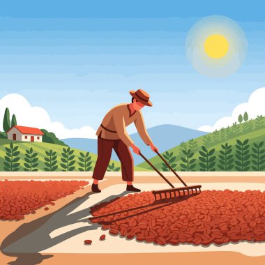 Otantik kahve çiftçisi kırsal bir çiftlikte güneşte fasulye tırmıklıyor.