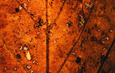 Çürüyen bir yaprağın soyut, sıcak tonlu uç makrosu, parlak turuncu-kahverengi arka planda karmaşık, ağ benzeri damar yapısını ve küçük delikleri gösteriyor.