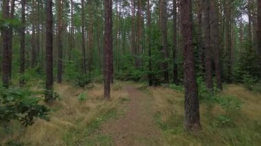 Kamera ağaçlar ve otlarla dolu bir orman boyunca ilerliyor. Yol dardır ve ağaçlarla çevrilidir.