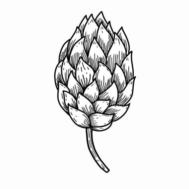 Klasik Hop oyma vektör çizimi. Elle çizilmiş siyah ve beyaz bira malzemesi taslağı