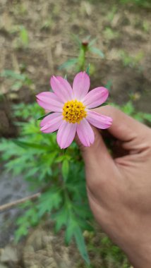 Pembe bir kozmosun karnabahara çiçeğinin yakınında bir el tutarak.