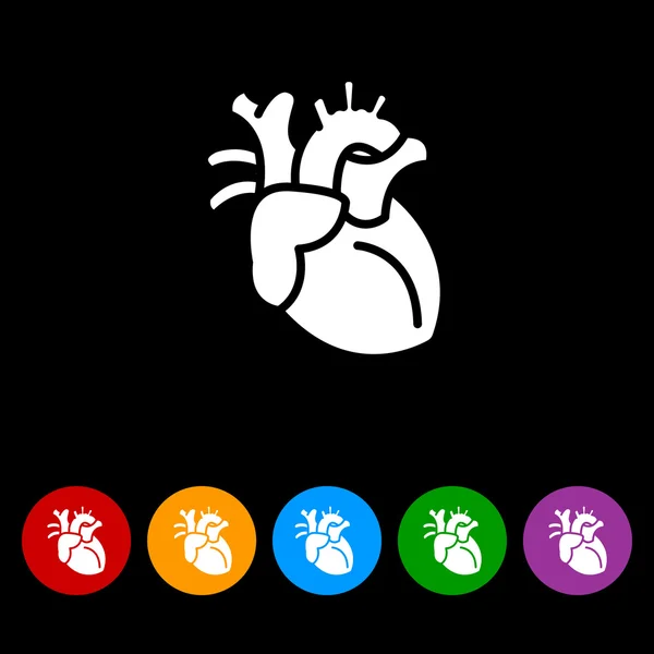 人体器官心脏 — 图库矢量图片