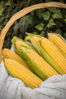 Hasır sepetteki koçandaki taze mısır. Tedavi edilmemiş mısır koçanları. Sepette taze mısır sebzesi. Hasat sepetinde mısır hasadı, tarımsal alanda yeni toplanmış mısır kulakları, seçici. 