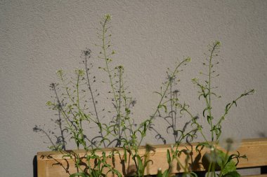 Bir çoban çantasının minimalist görüntüsü (Capsella bursa-pastoris) ilkbahar boyunca bir balkonda yabani bitki