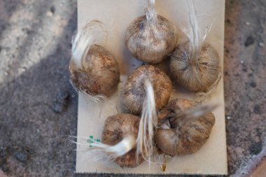 Crocus sativus ampulleri (safran kruvazörü) dikmeye hazır..