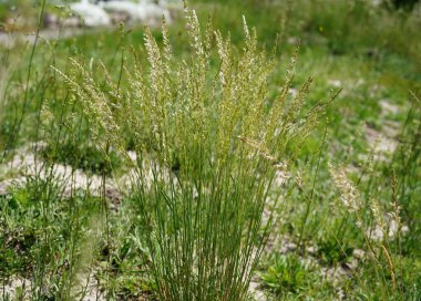 Güzel görüntü. Mavi yeşil bozkır (Koeleria glauca) kuru kumlu bir yaşam alanında yetişiyor..