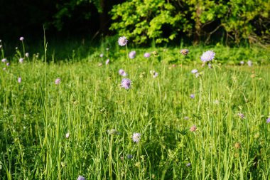 Mor tarla kırışıklıkları (Knautia arvensis) yaz boyunca çayırlarda açan kır çiçekleri..