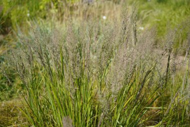 Güzelim tüy kamışı otu görüntüsü (kalamagrostis brachytricha)