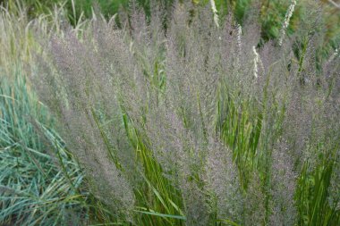 Güzelim tüy kamışı otu görüntüsü (kalamagrostis brachytricha)