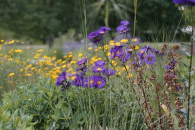 Bloo 'daki yakışıklı pire (Erigeron Specosus) çiçeklerinin doğal görüntüsü