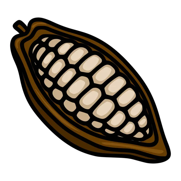 Detailed vector illustration of a ripe cocoa pod cut in half, revealing its creamy beans.
