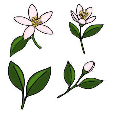 Dört farklı turunçgil çiçeği elementi içeren hassas bir vektör çizimi: soluk pembe yapraklı iki açık çiçek ve sarı puding, bir kapalı tomurcuk ve iki yeşil yaprak kümesi, hepsi ren...