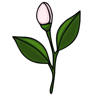 İki yeşil yapraklı narin pembe çiçek tomurcuğu mandalinası, izole vektör çizimi.