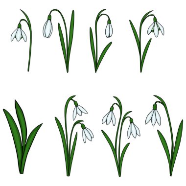 Hassas beyaz yapraklar, canlı yeşil saplar ve yapraklar içeren çeşitli poziyonlar ve yönelimli kar damlası çiçeklerinin büyüleyici vektör çizimleri.