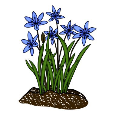 Koyu topraktan beyaz beneklerle yükselen mavi scilla çiçekleri kümesinin biçimlendirilmiş vektör çizimi.