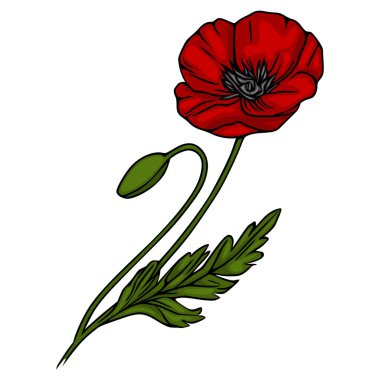 Tek bir tomurcuk ve detaylı yeşil yapraklı canlı kırmızı haşhaş çiçeği, beyaz arka planda temiz bir vektör çizimi olarak sunulmaktadır..