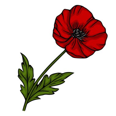 Yeşil yapraklı ve beyaz arkaplanı olan tek bir kırmızı gelincik çiçeğinin biçimlendirilmiş vektör çizimi.