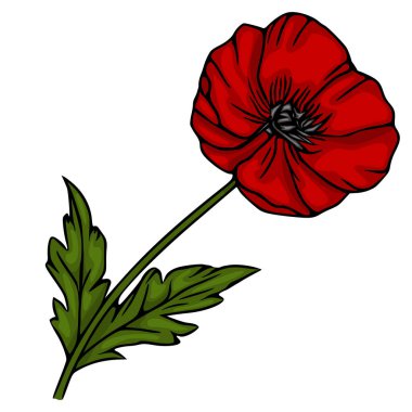 Yeşil yapraklı ve saplı, beyaz arkaplanda izole edilmiş kırmızı haşhaş çiçek vektör çizimi.