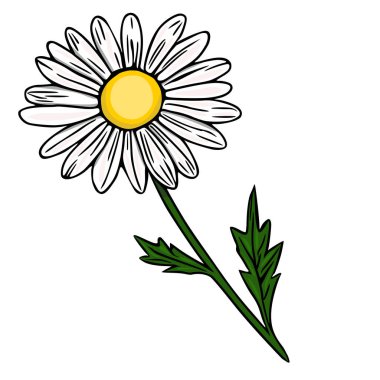 Canlı sarı merkezli ve beyaz yapraklı tek bir papatya çiçeğinin biçimlendirilmiş vektör çizimi, temiz beyaz bir arkaplan üzerine kurulmuş, koyu siyah çizgiler ve ince pembemsi renkler içeriyor....