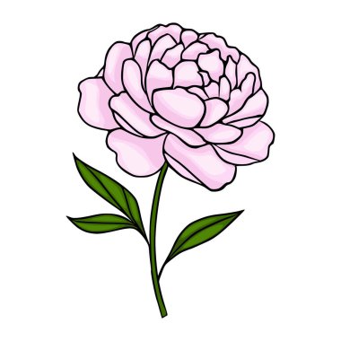 Yeşil yapraklı narin pembe şakayık çiçeği, beyaz arkaplanda izole edilmiş vektör çizimi.