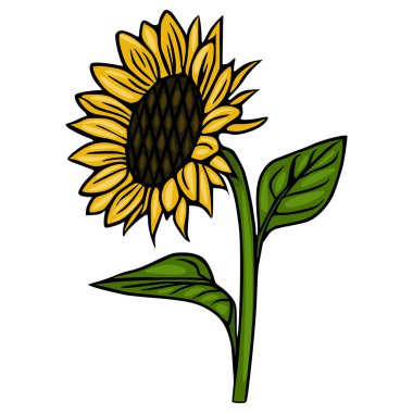 Detaylı taç yaprakları ve yaprakları olan tek bir ayçiçeğinin şekillendirilmiş vektör çizimi, temiz beyaz bir arkaplan üzerine kurulmuş..