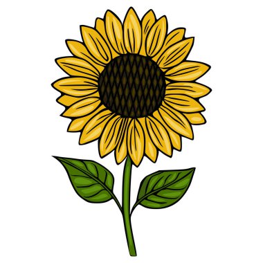 Yeşil yapraklı canlı sarı ayçiçeği ve beyaz arka planda temiz bir vektör çizimi olarak sunulan detaylı bir karanlık merkez..