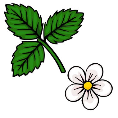 Canlı yeşil çilek yapraklarından oluşan bir küme ve temiz beyaz bir arkaplan üzerine kurulmuş sarı merkezli beyaz bir çilek çiçeği içeren büyüleyici bir vektör çizimi..