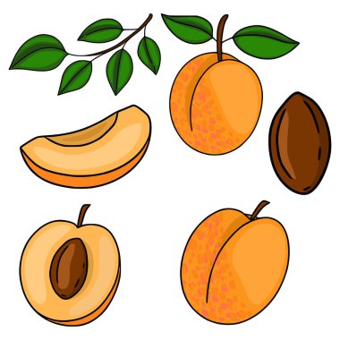 Beyaz arka planda olgun kayısıların ve yeşil yaprakların biçimlendirilmiş vektör çizimleri, tüm meyveleri, dilimlenmiş bölümleri ve tek bir çukuru gösteriyor..