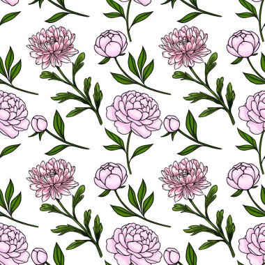 Hassas pembe şakayık ve kasımpatı vektörsüz desen, beyaz arka planda yeşil yapraklı..