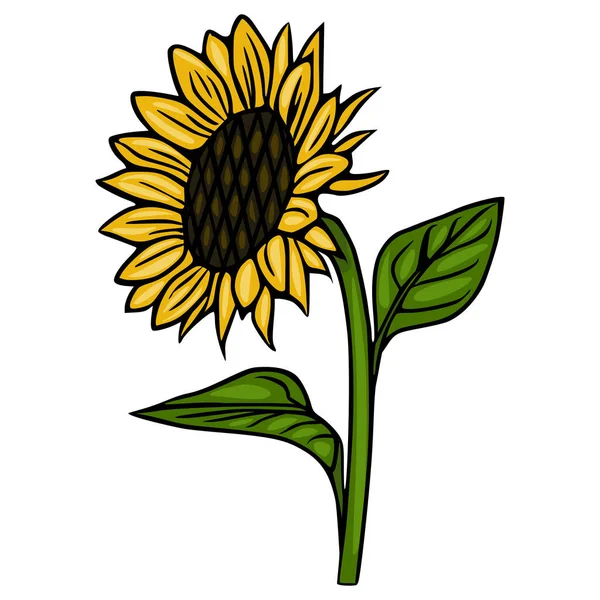 Detaylı taç yaprakları ve yaprakları olan tek bir ayçiçeğinin şekillendirilmiş vektör çizimi, temiz beyaz bir arkaplan üzerine kurulmuş..