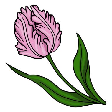 Canlı yeşil yaprakları olan tek ve zarif bir papağan lalesinin, bahar temalı tasarımlar için mükemmel, beyaz bir arka planı olan, detaylı bir vektör çizimi..