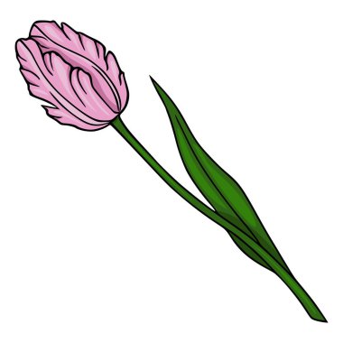 Narin pembe lale ve yeşil yapraklı vektör çizimi, beyaz arka planda izole edilmiş, bahar yenilemesini ve botanik güzelliğini sembolize ediyor..