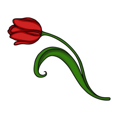 Zarif kıvrımlı yeşil bir yaprak ve sapı olan, beyaza izole edilmiş kırmızı lale, vektör illüstrasyonu.