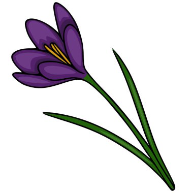 Temiz beyaz bir arkaplana karşı sunulan, canlı sarı pullu ve ince yeşil yapraklı, yalnız, mor renkli bir crocus çiçeğinin biçimlendirilmiş vektör çizimi..