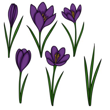 Canlı mor kruvazör ve nergis tomurcukları koleksiyonu, temiz bir vektör stili ile güzelce hazırlanmış, bahar temalı tasarımlar için mükemmel..