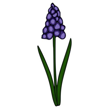 İnce yeşil yapraklı tek bir mor muscari çiçeğinin büyüleyici bir vektör çizimi, temiz ve grafik bir şekilde sunuluyor..