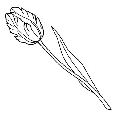 Ayrıntılı yaprakları ve sapı olan tek bir lalenin zarif siyah ve beyaz vektör çizimi.