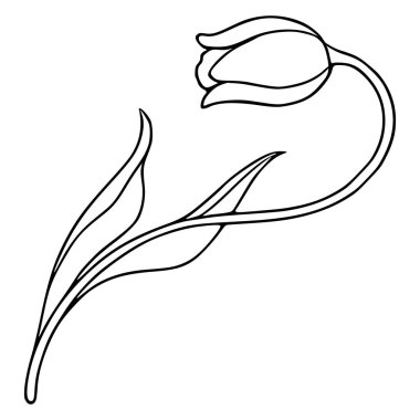 Zarif yapraklı tek bir lalenin zarif siyah-beyaz çizimi, zarif tasarımlar için uygun minimalist, botanik çizgiler sergiliyor..