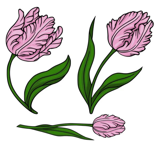 Yeşil yapraklı üç pembe lale içeren hassas bir vektör çizimi, temiz beyaz arka plana karşı değişik pozlar ve perspektifler sergiliyor..