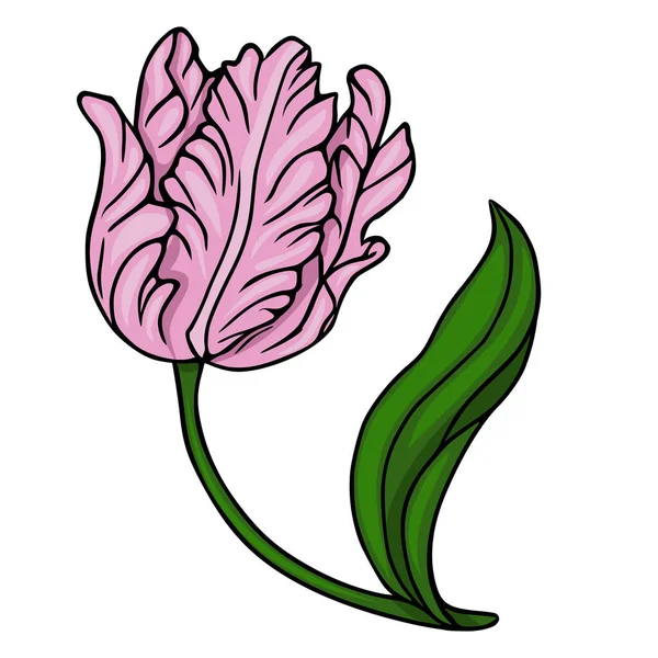Uzun yeşil bir sapı ve tek bir yaprağı olan narin pembe papağan lalesi. Beyaz arka planda büyüleyici bir vektör çizimi..