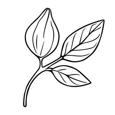 Tomurcukları ve yaprakları olan, elle çizilmiş, beyaz üzerine izole edilmiş bir dalın minimalist siyah ve beyaz vektör çizimi.