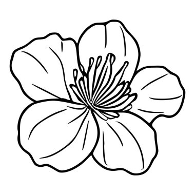 Tek bir stilize mango ve kivi meyvesinin minimalist vektör çizimi, koyu siyah çizgileri ve dolgusu olmayan, narin bir çiçek tasarımı sergiliyor..