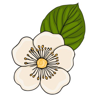 Bir kivi çiçeğinin kekeme ve tek bir yeşil yapraklı hassas vektör çizimi.