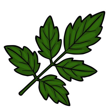 Koyu çizgiler ve ince gölgeleme ile ayrıntılı yeşil yaprak vektör ilüstrasyonuName.