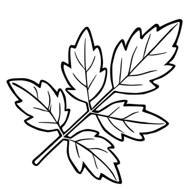 Tırtıklı kenarları ve belirgin damarları olan temiz beyaz arka planda izole edilmiş bir bileşik yaprağın siyah ve beyaz vektör çizimi.