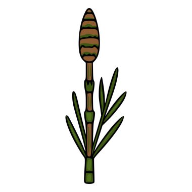 Yeşil yapraklı ve kahverengi gövdeli bir at kuyruğu bitkisinin izole vektör çizimi