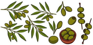 Dalları ve şişleri olan taze yeşil zeytin vektör çizimleri.