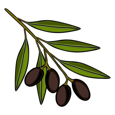 Olgun siyah zeytin ve yeşil yapraklı bir dalın vektör çizimi